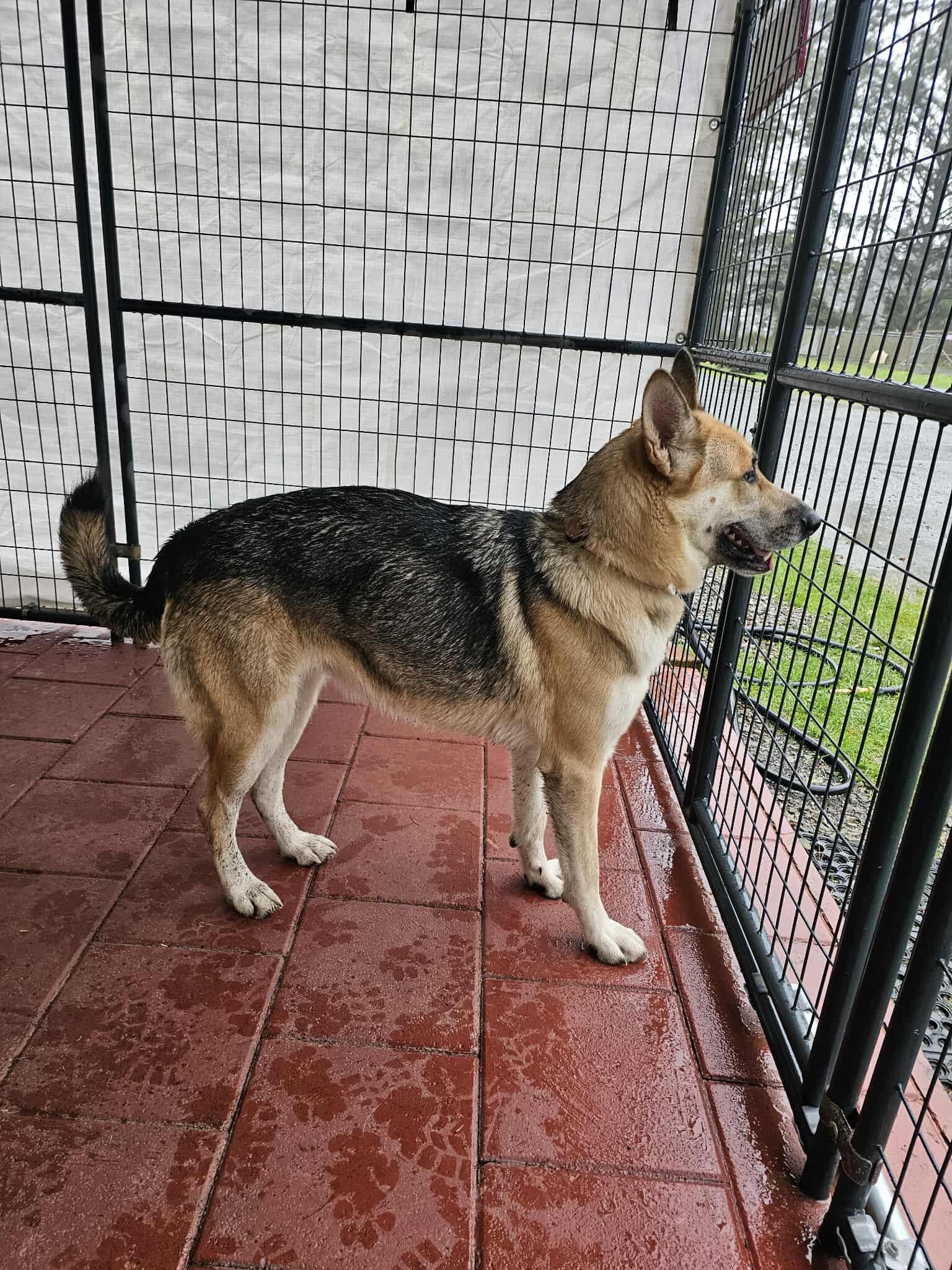 Enlarge Bonnie, a Adoptable mixed breed in Crescent city, CA image 3/6