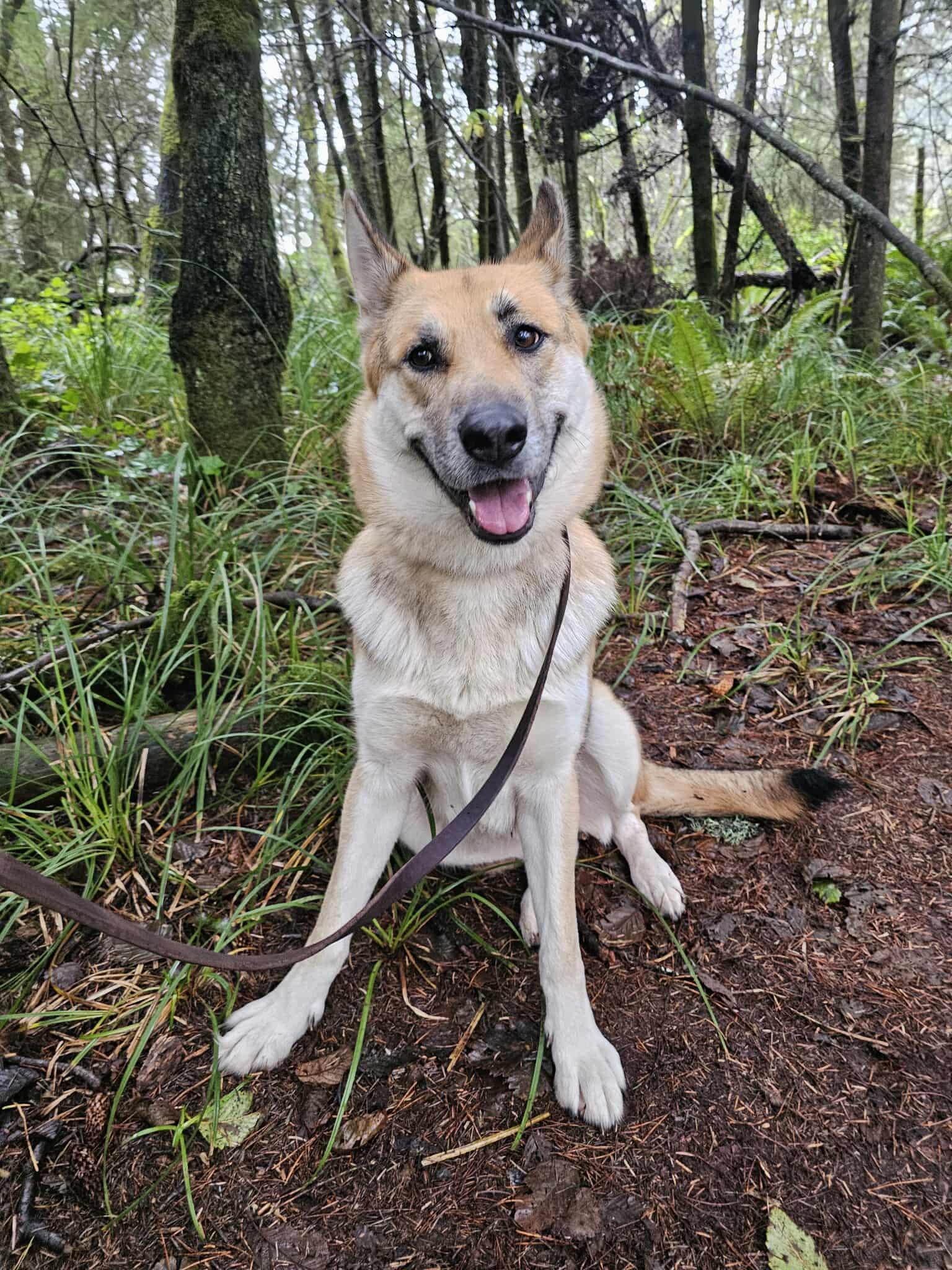 Enlarge Bonnie, a Adoptable mixed breed in Crescent city, CA image 2/6