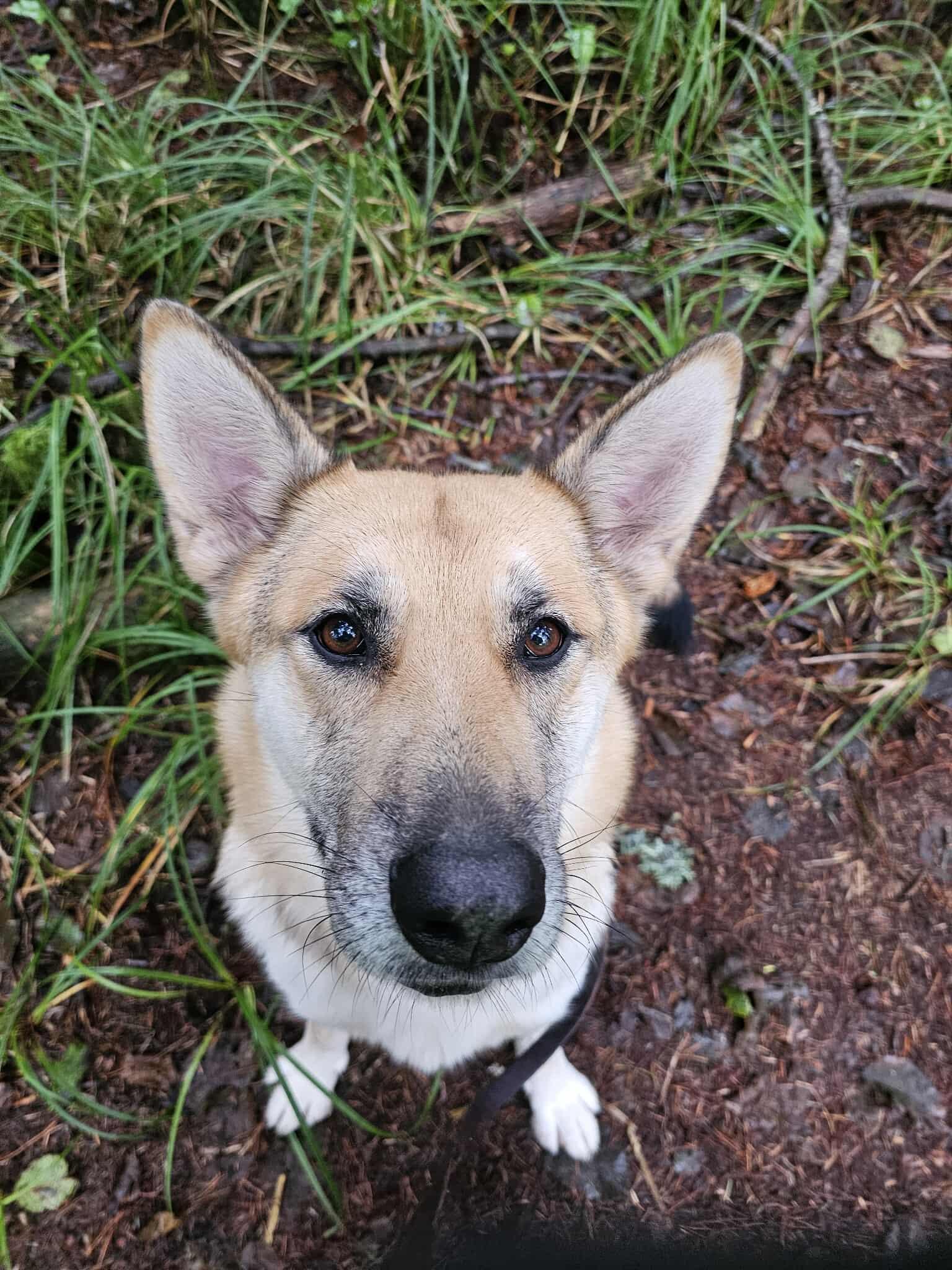Enlarge Bonnie, a Adoptable mixed breed in Crescent city, CA image 6/6