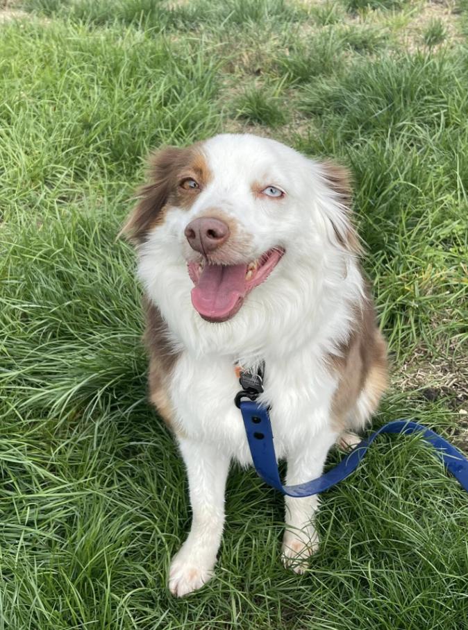 0991 Jessie AKA Kricket, Adoptable, Young Female Australian Shepherd.