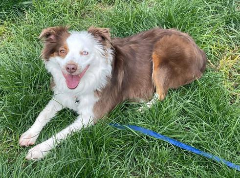 Enlarge 0991 Jessie AKA Kricket, a Adoptable Australian Shepherd in Delton, MI image 2/6