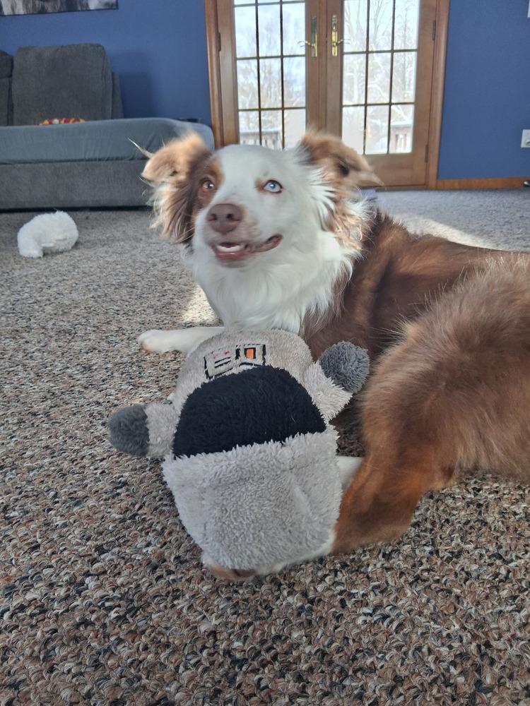 Enlarge 0991 Jessie AKA Kricket, a Adoptable Australian Shepherd in Delton, MI image 3/6