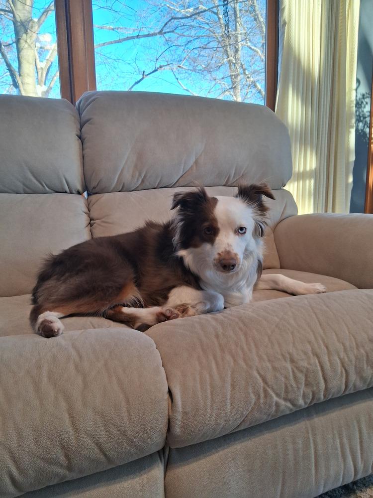 Enlarge 0991 Jessie AKA Kricket, a Adoptable Australian Shepherd in Delton, MI image 5/6