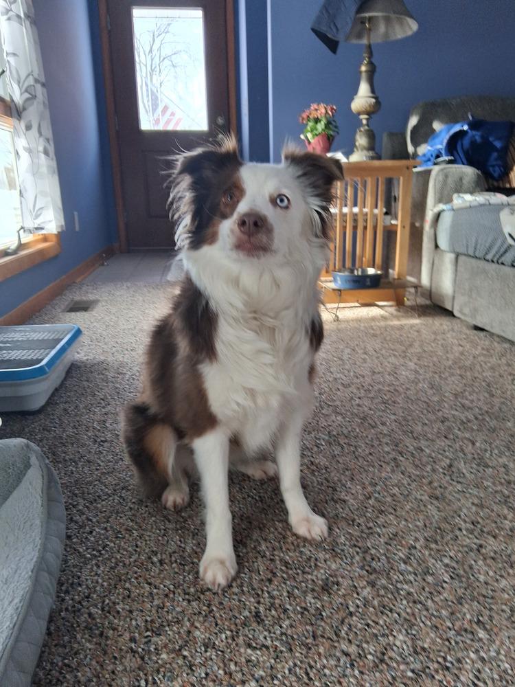Enlarge 0991 Jessie AKA Kricket, a Adoptable Australian Shepherd in Delton, MI image 6/6