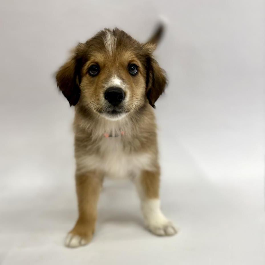 Spalding, Adoptable, Puppy Male English Shepherd & Husky.