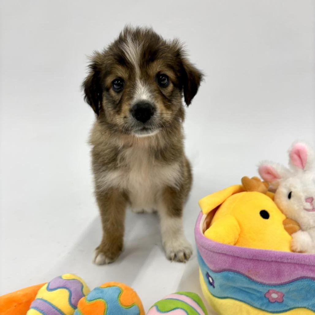 Enlarge Spalding, a Adoptable mixed breed in Fulton, MO image 2/3