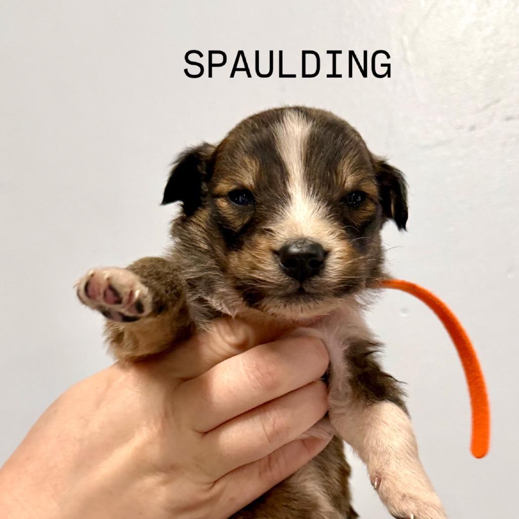 Spaulding, Adoptable, Puppy Male English Shepherd & Husky.