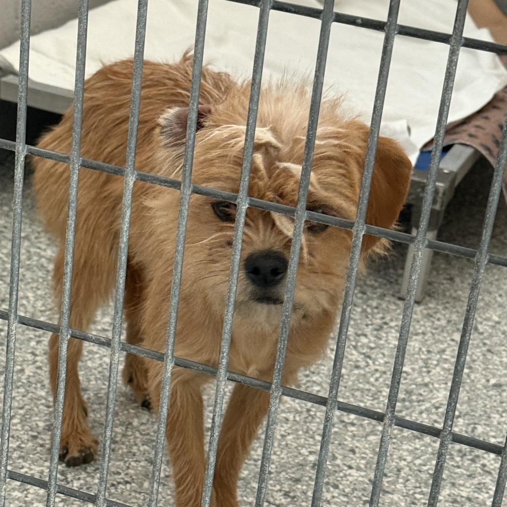 Enlarge Ginger, a Adoptable Terrier in Taos, NM image 1/1