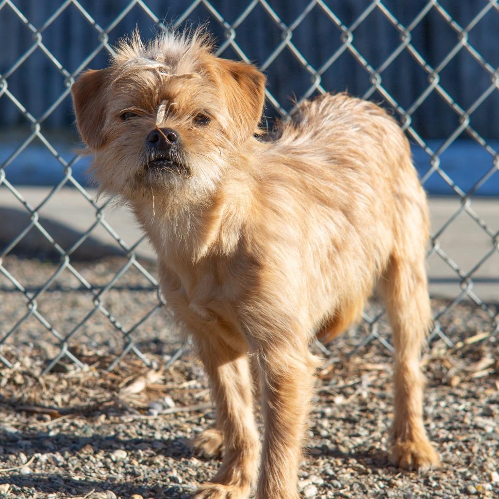 Ginger, Adoptable, Young Female Terrier.