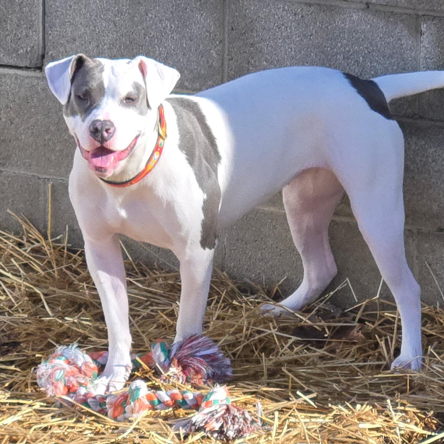 Enlarge Pearl-PLEASE HELP!, a Adoptable mixed breed in Madison Heights, MI image 4/4