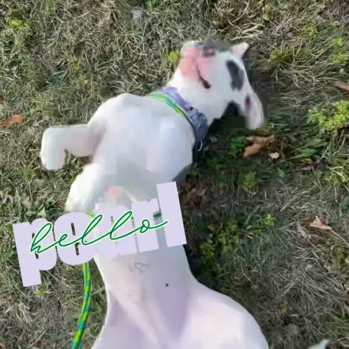 Enlarge Pearl-PLEASE HELP!, a Adoptable mixed breed in Madison Heights, MI video 2/2