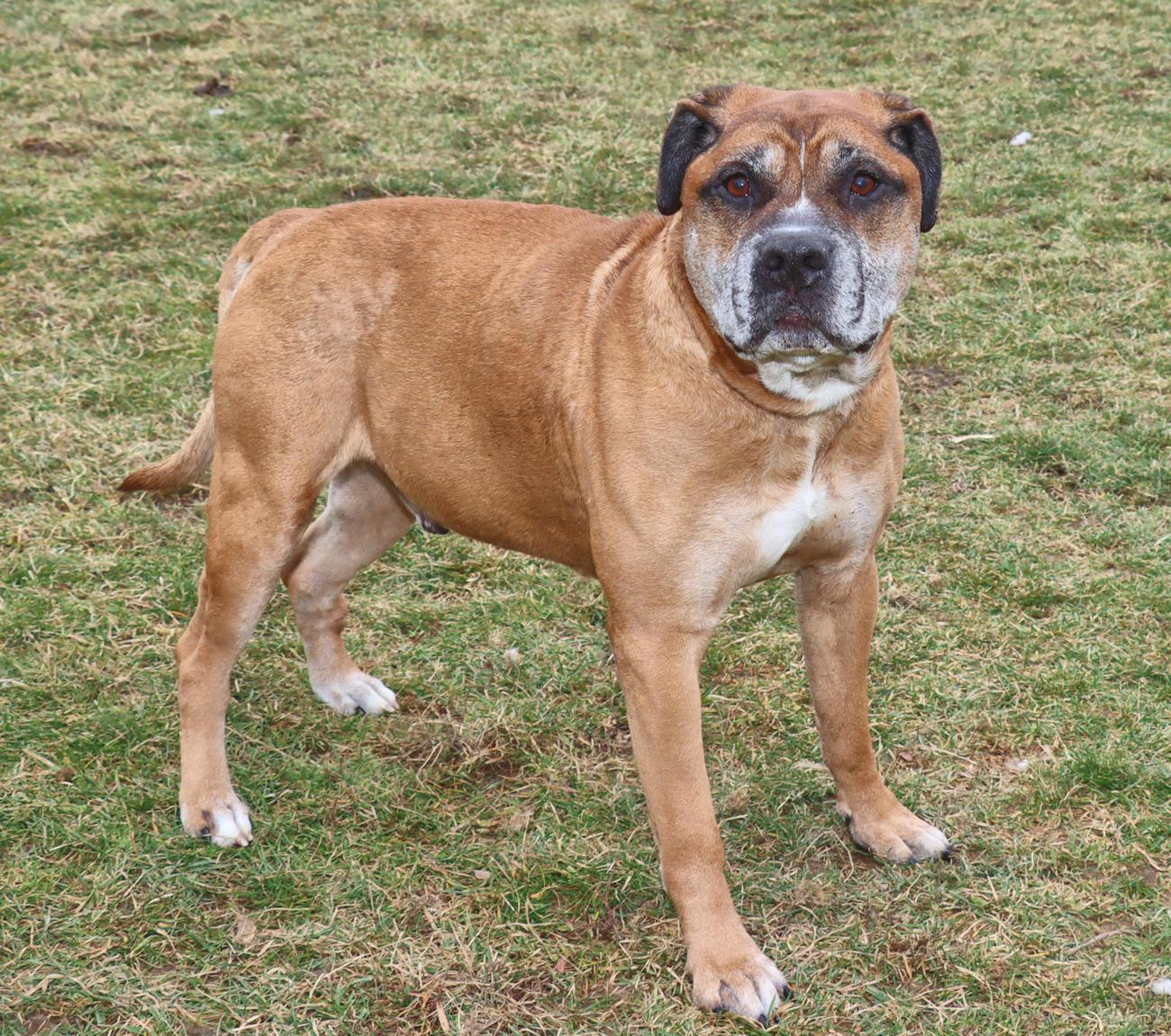 Enlarge Diesel, a ADOPTABLE mixed breed in Euclid, OH image 2/6