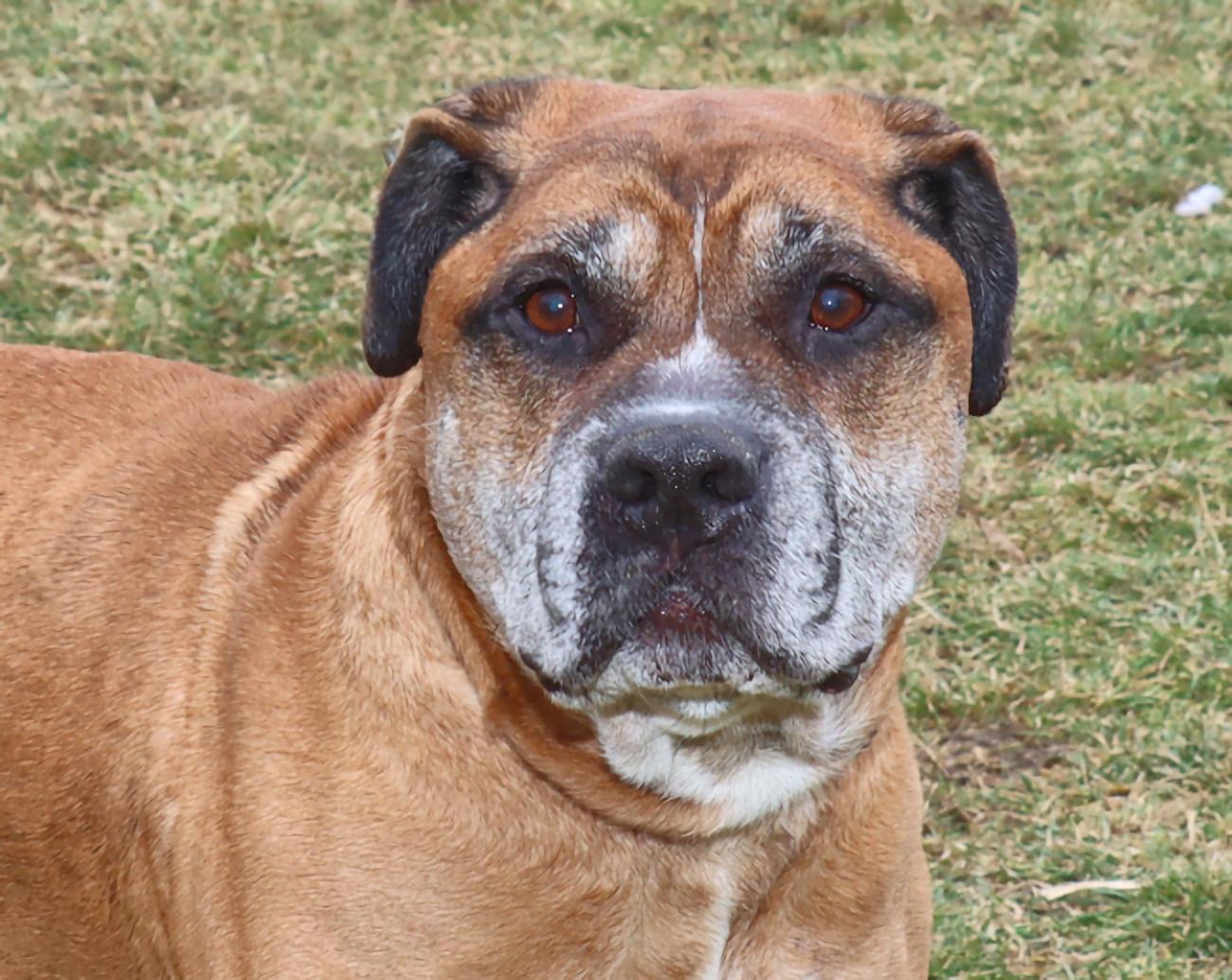 Diesel, ADOPTABLE, Senior Male Boxer.