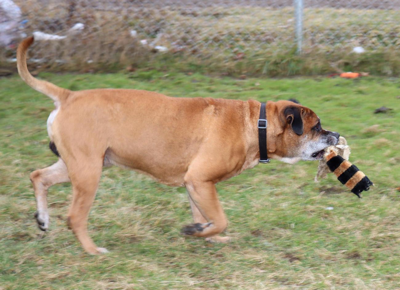 Enlarge Diesel, a ADOPTABLE mixed breed in Euclid, OH image 5/6
