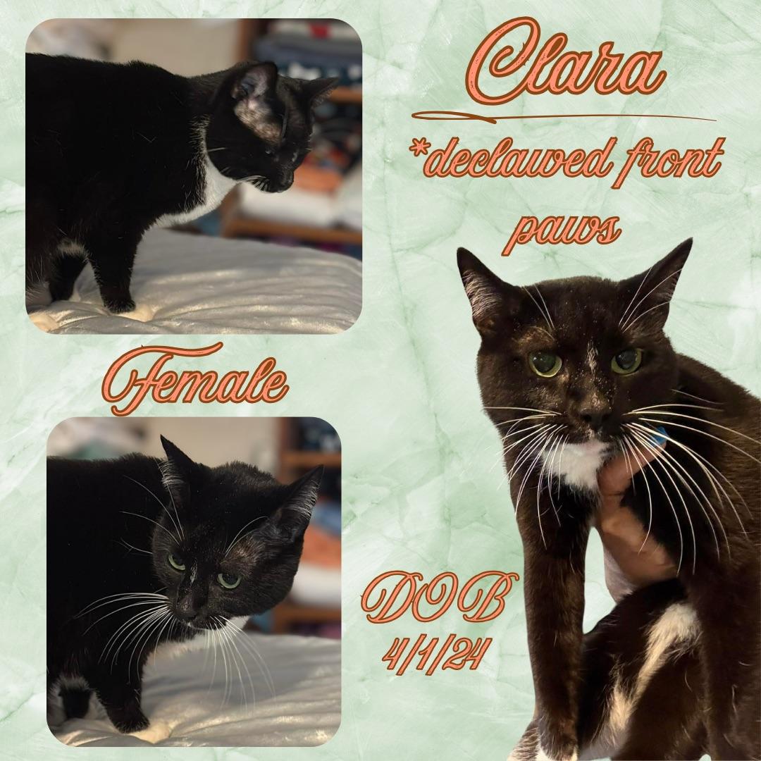 Enlarge Clara, an adopted mixed breed in Fort Lupton, CO image 1/1