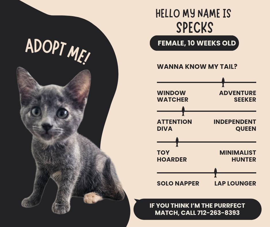 Specks, Adopted, Young Female Domestic Short Hair.