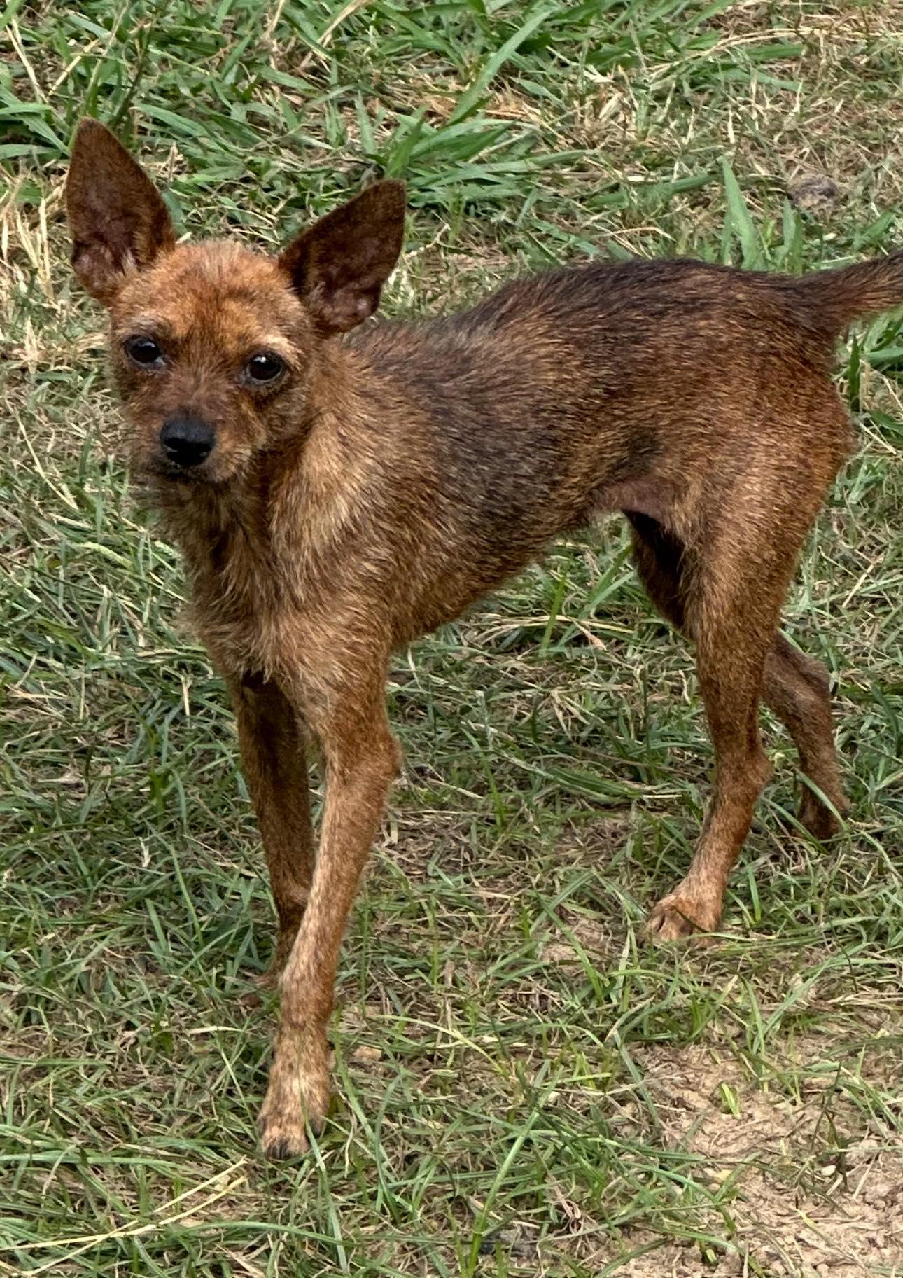 Kenzi, Adoptable, Young Female Border Terrier & Chihuahua.
