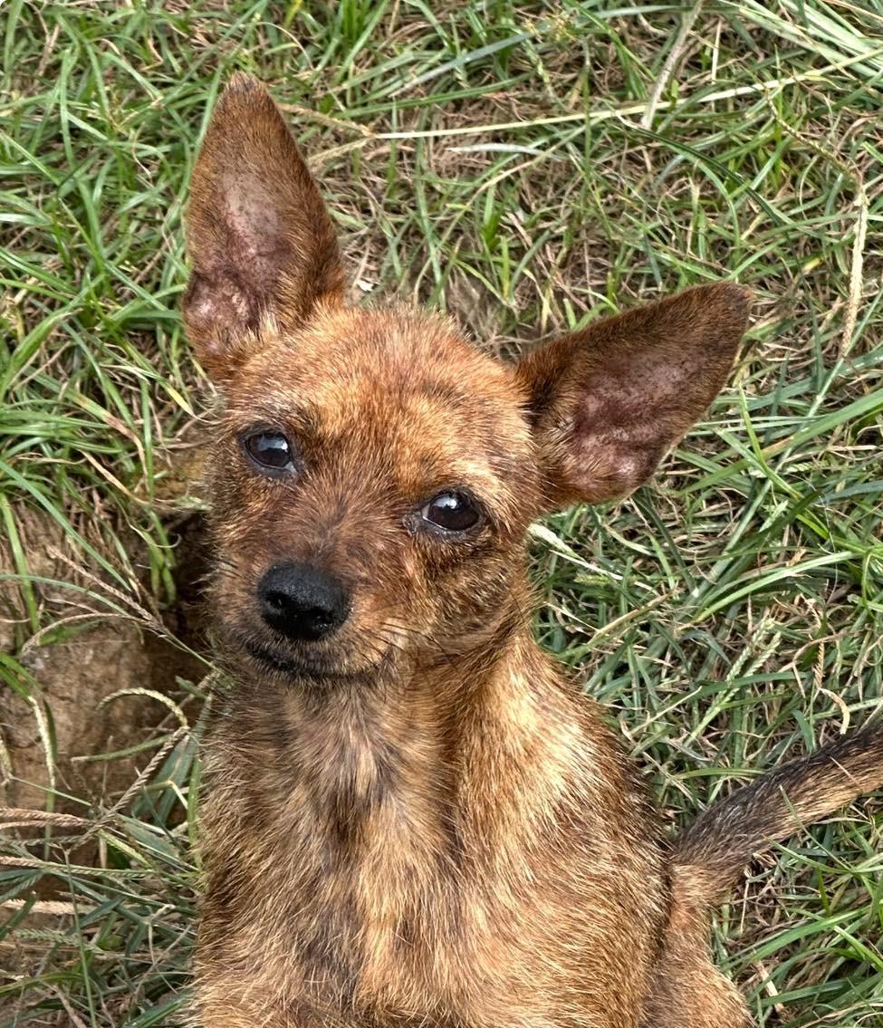 Enlarge Kenzi, a Adoptable mixed breed in Wytheville, VA image 2/3