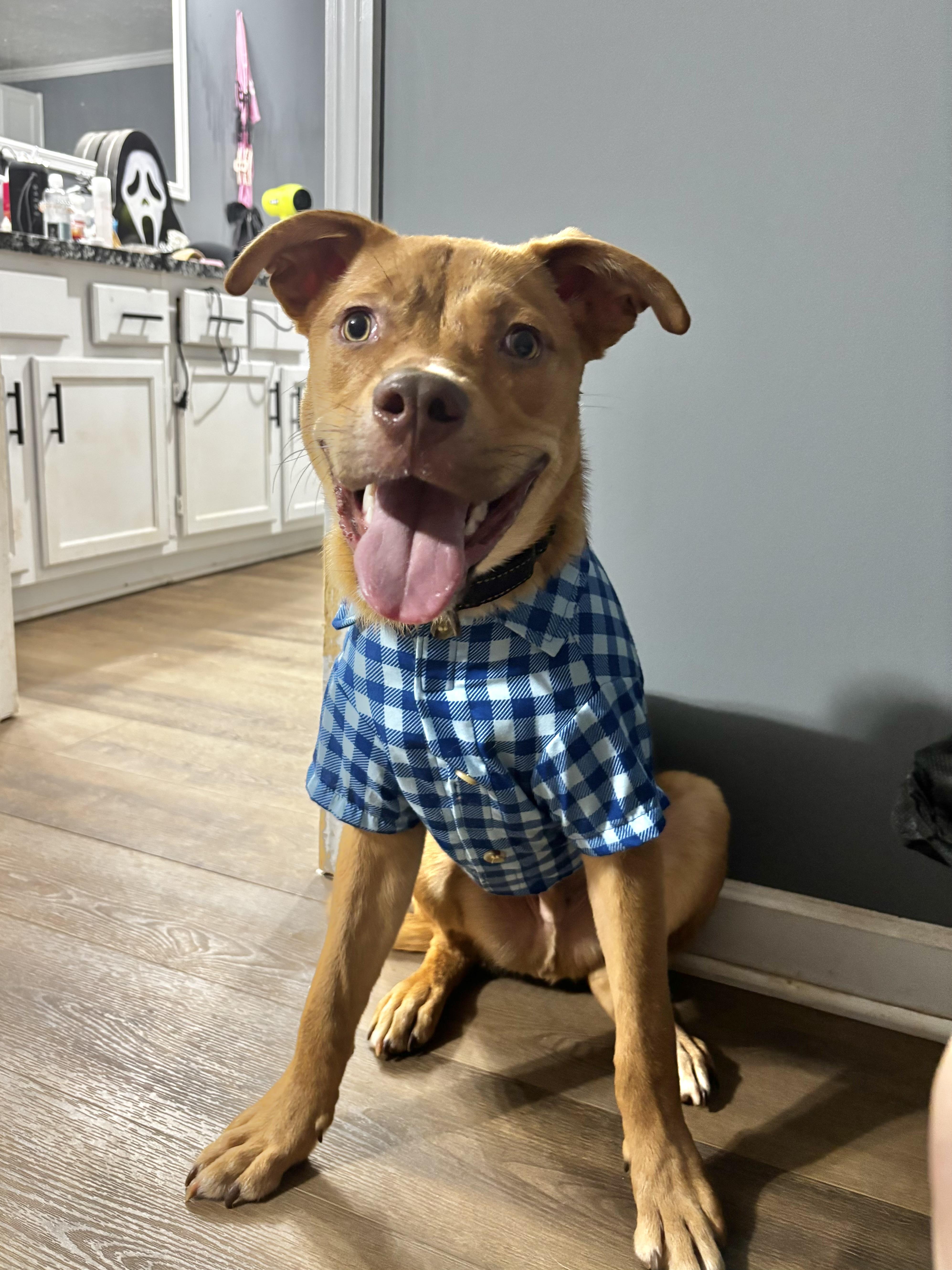 Enlarge Rocky, a ADOPTABLE mixed breed in Jackson, GA image 3/6
