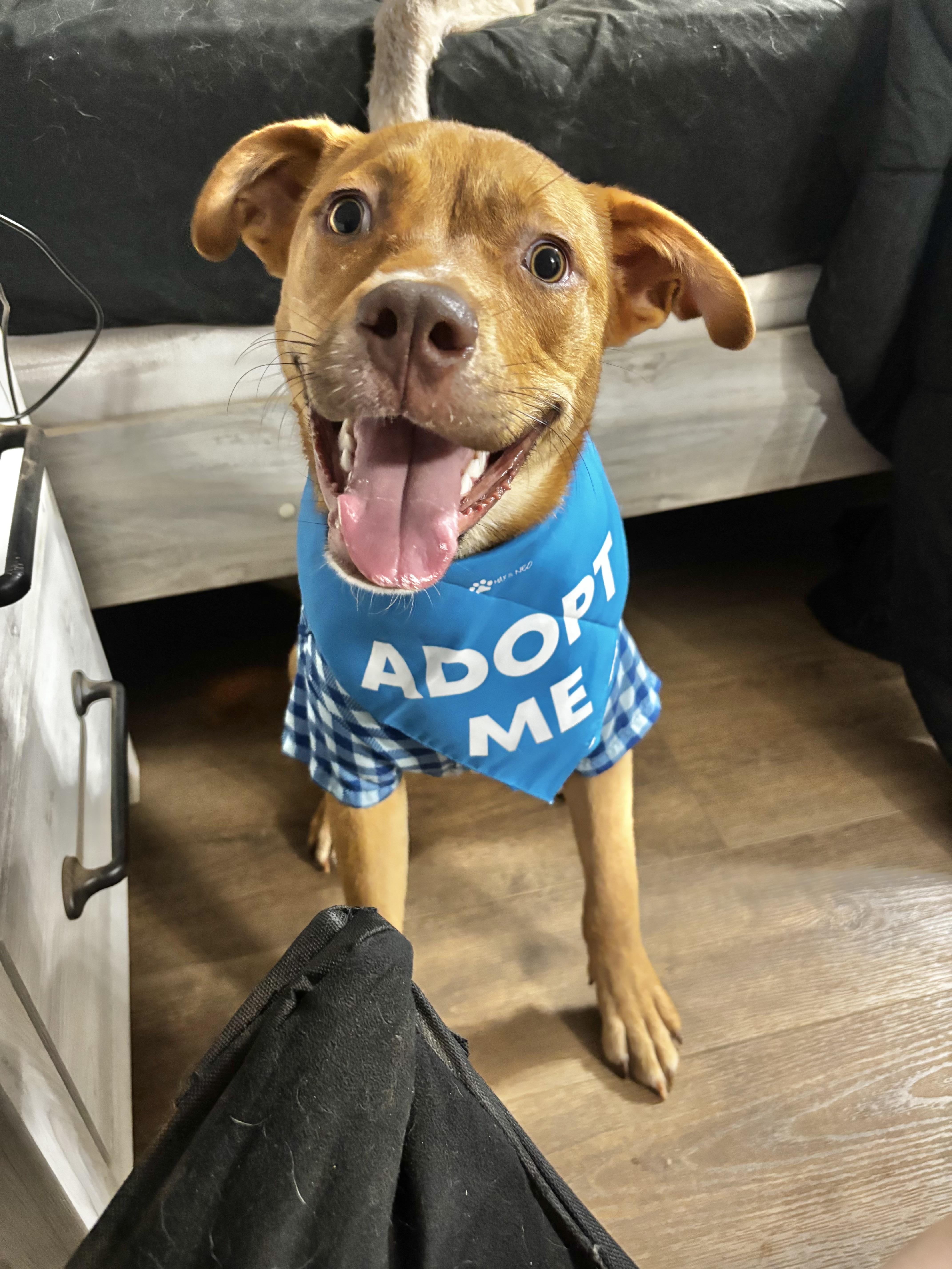 Rocky, ADOPTABLE, Puppy Male Mixed Breed.