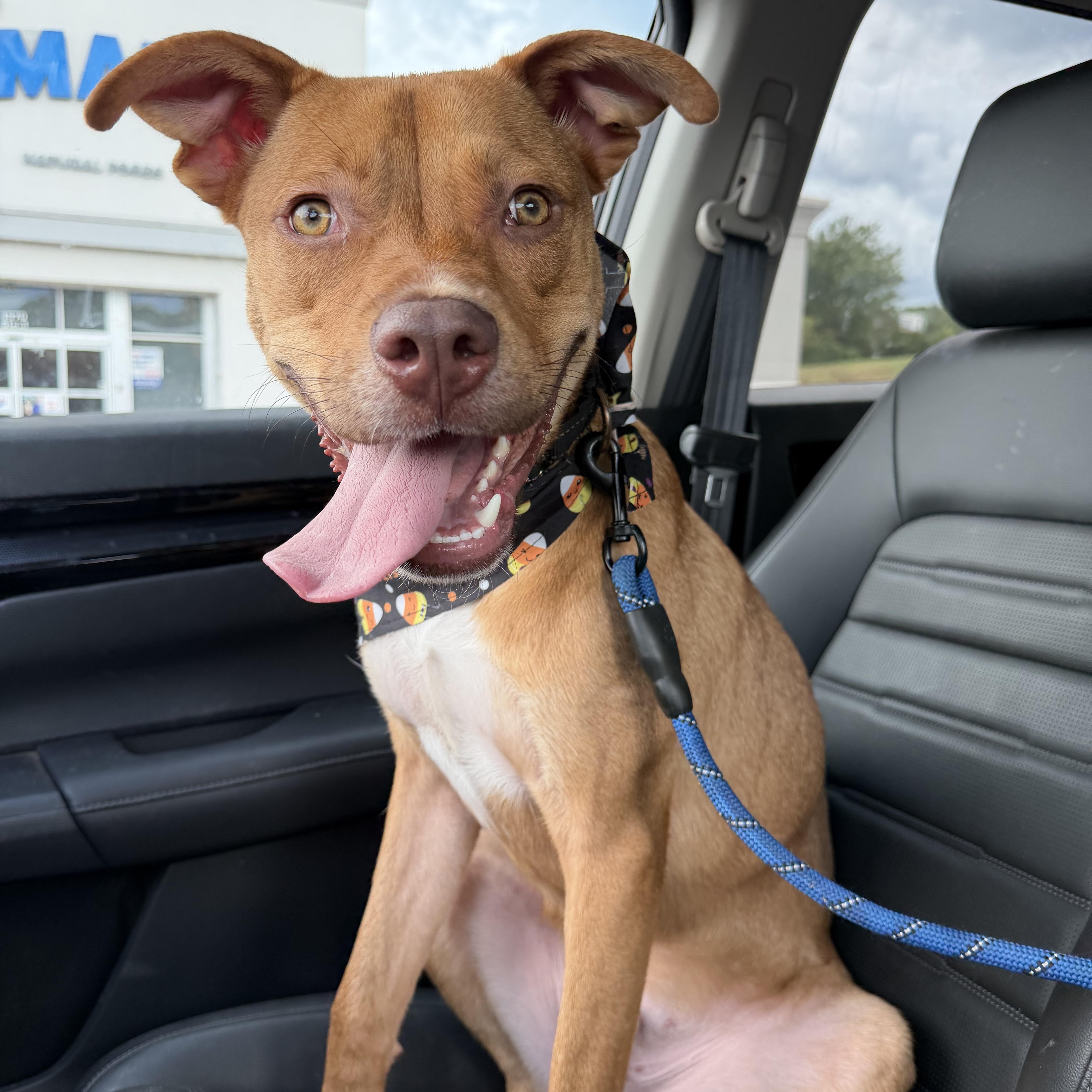 Enlarge Rocky, a Adoptable mixed breed in Jackson, GA image 1/6