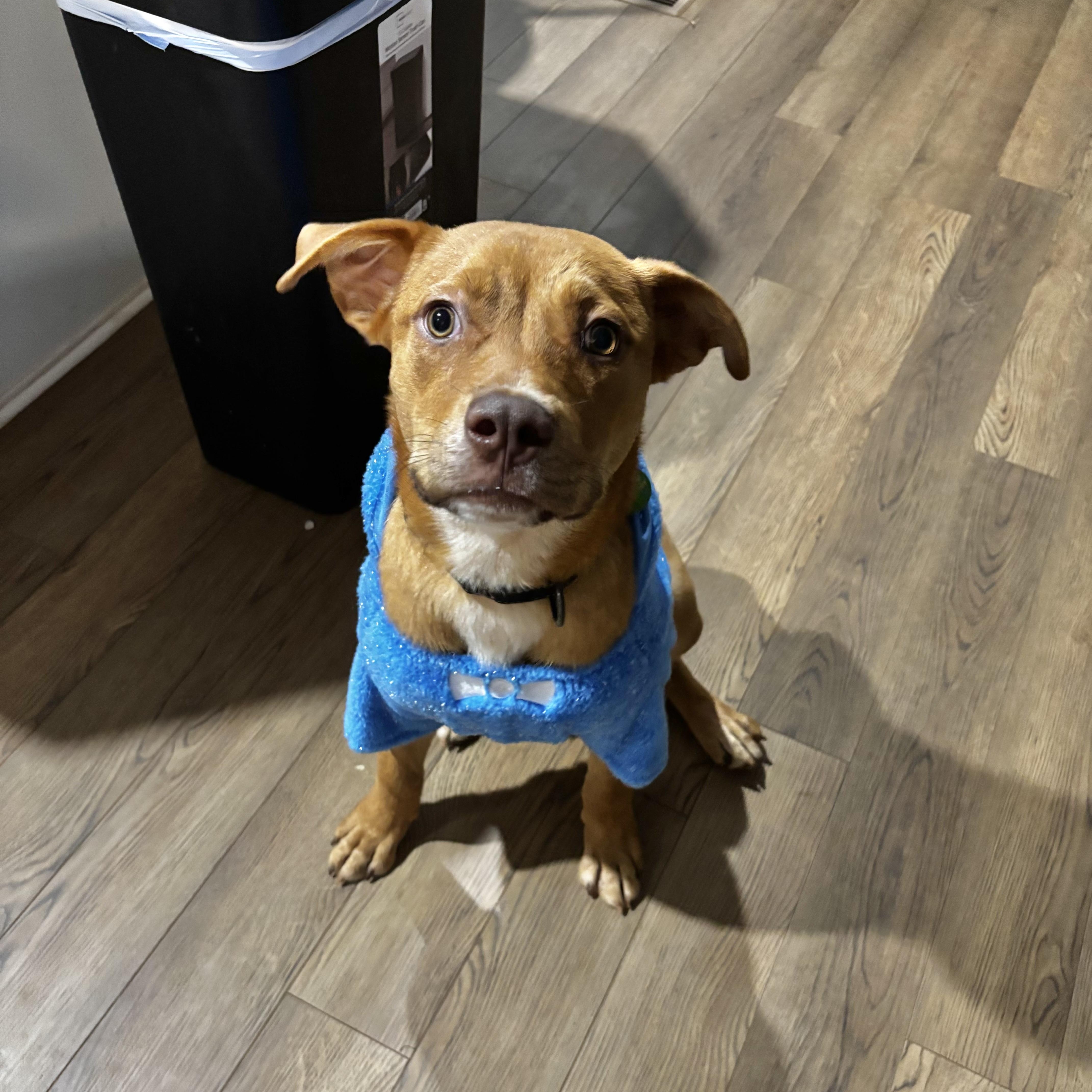 Enlarge Rocky, a ADOPTABLE mixed breed in Jackson, GA image 2/6