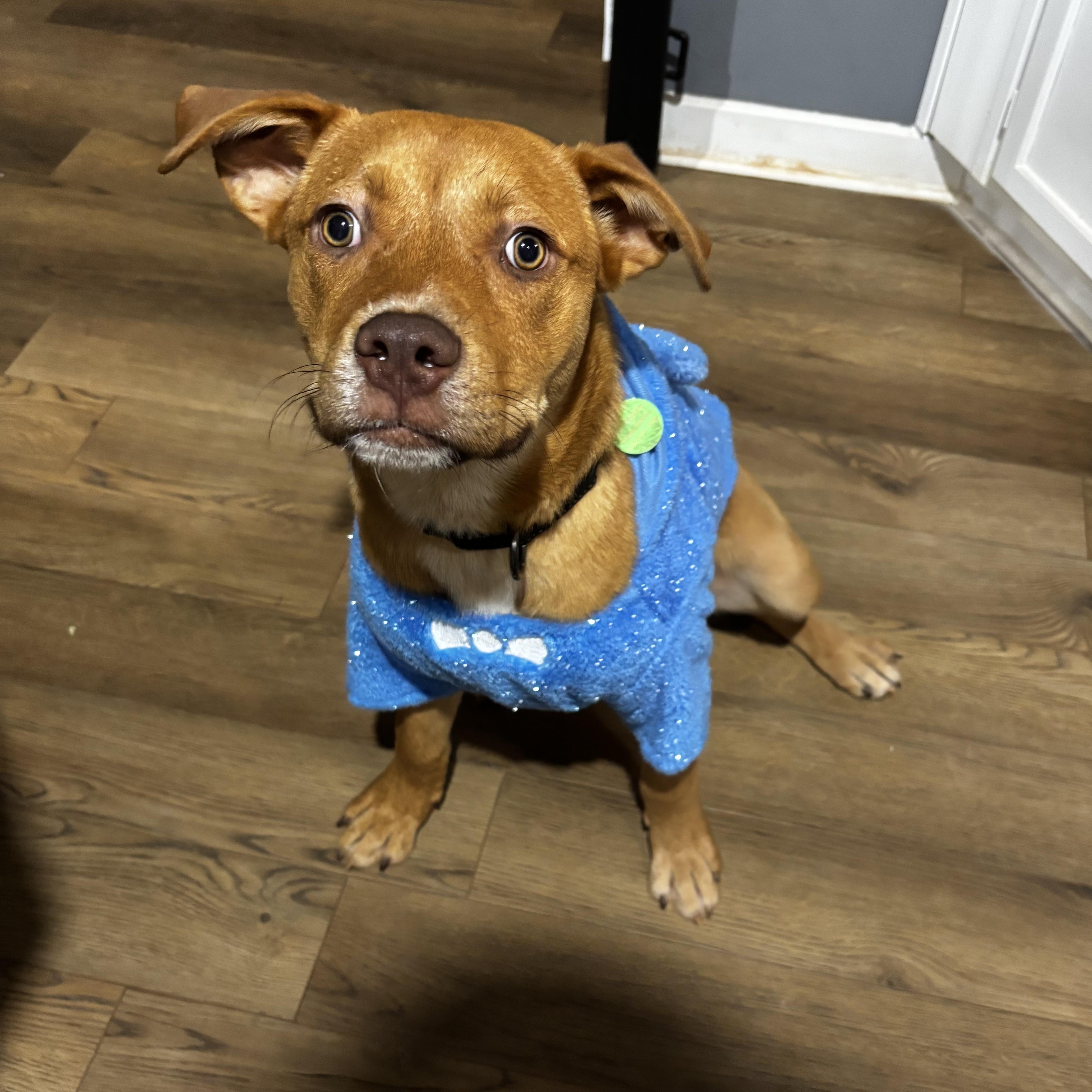 Enlarge Rocky, a ADOPTABLE mixed breed in Jackson, GA image 4/6
