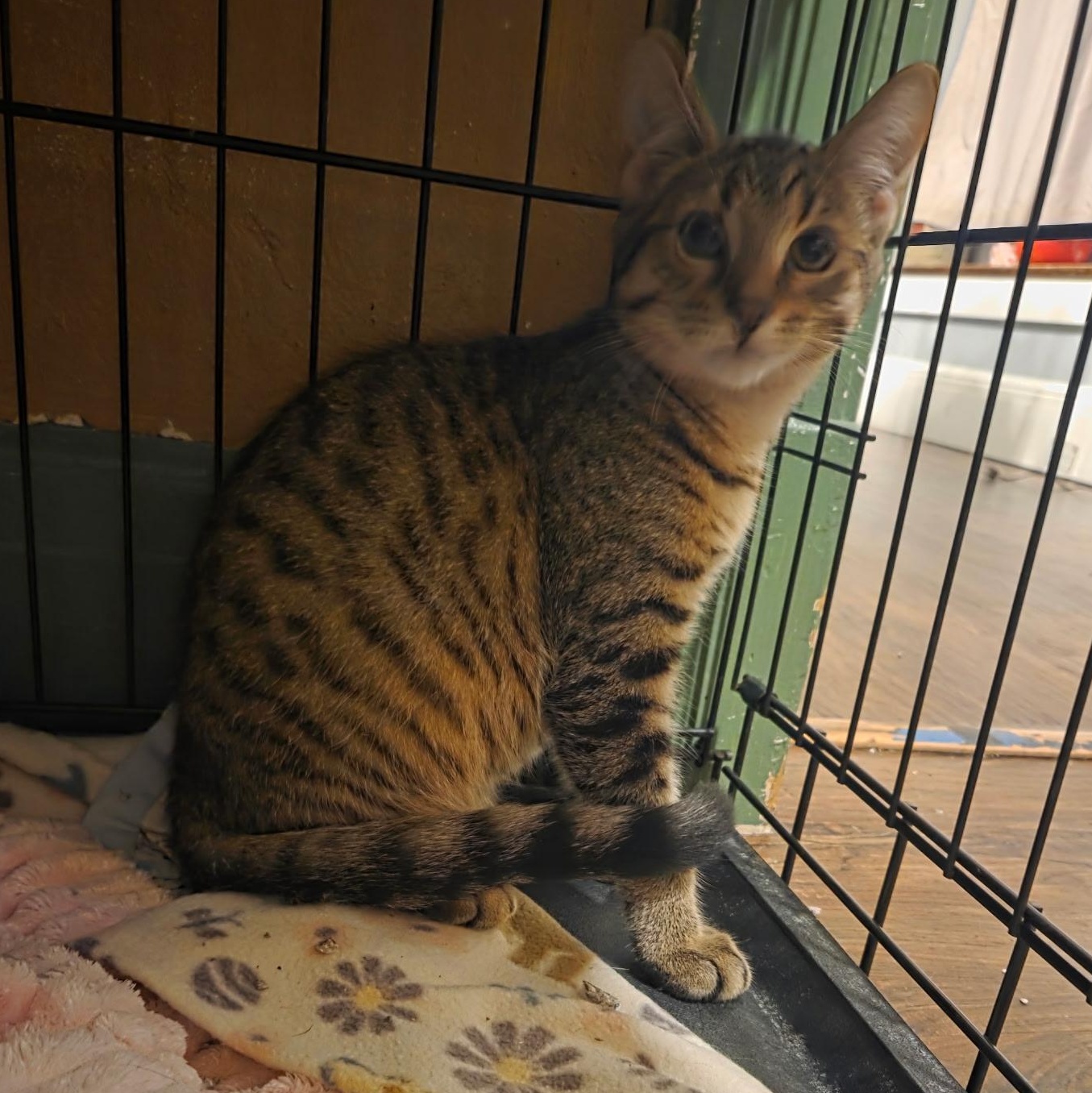 Enlarge Vinny, a Adoptable mixed breed in East Amherst, NY image 4/4