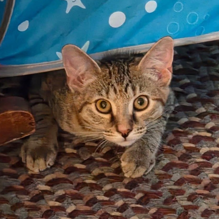 Enlarge Vinny, a Adoptable mixed breed in East Amherst, NY image 3/4