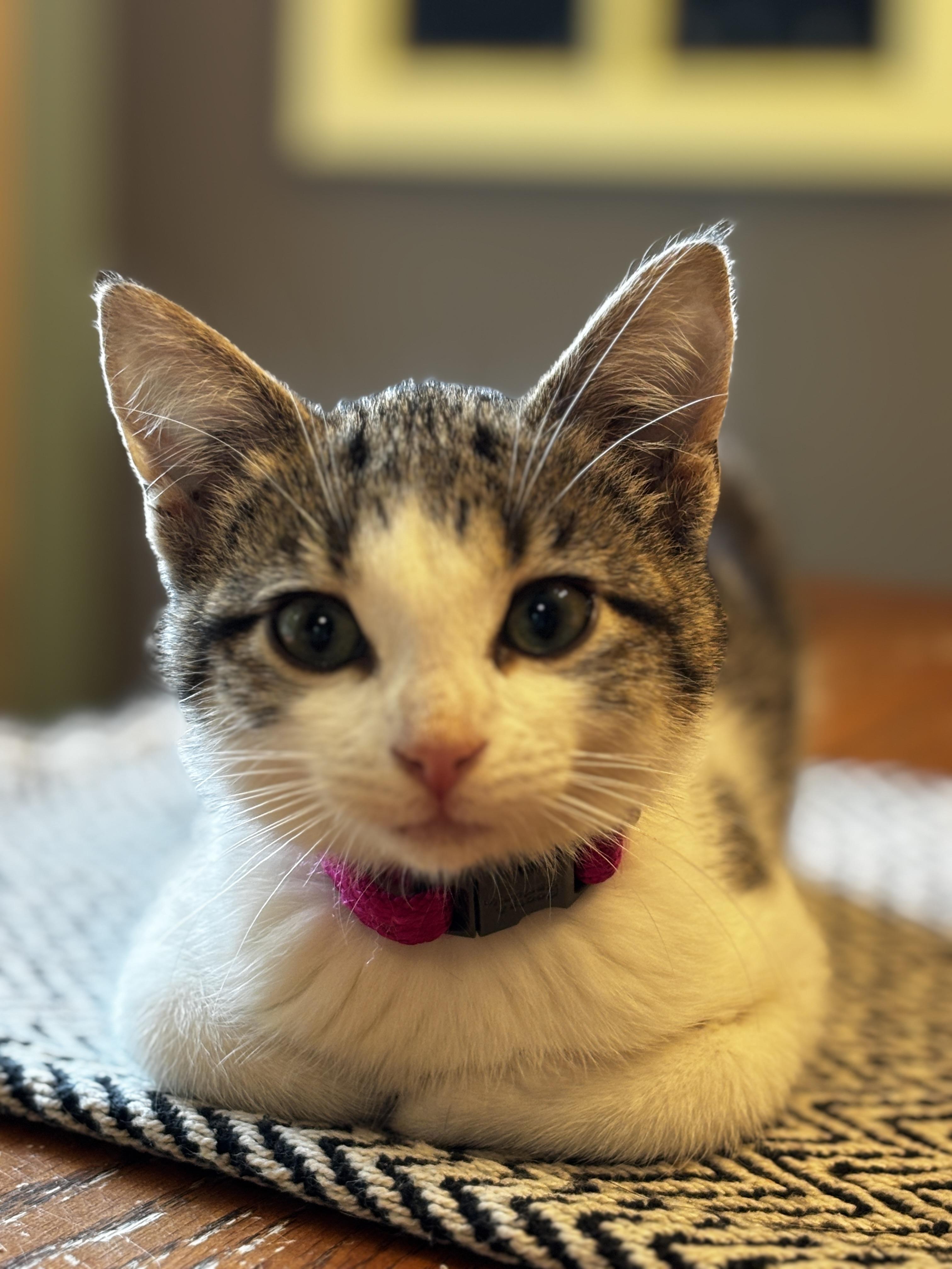 Scarlet, an adoptable Domestic Short Hair in Cloquet, MN, 55720 | Photo Image 2