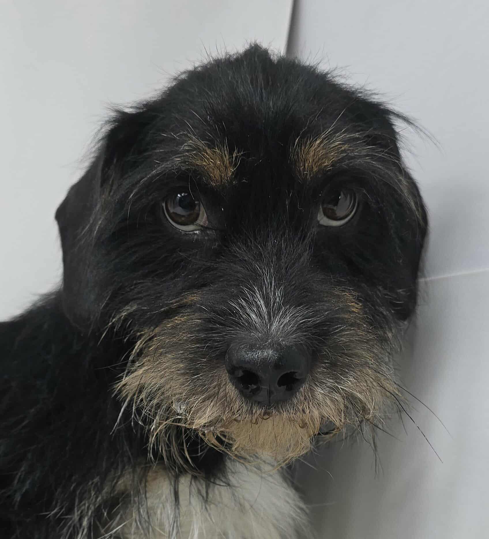 Georgetown, an adoptable Schnauzer, Schnoodle in New York, NY, 10010 | Photo Image 3