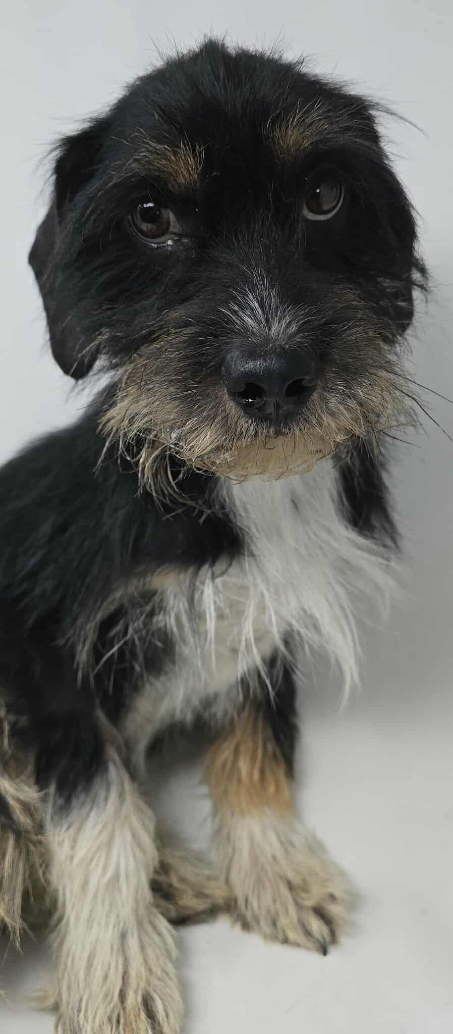 Georgetown, an adoptable Schnauzer, Schnoodle in New York, NY, 10010 | Photo Image 2
