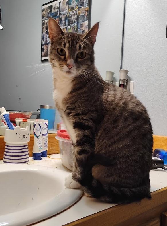 Josie, Adoptable, Adult Female Tabby & Domestic Short Hair.