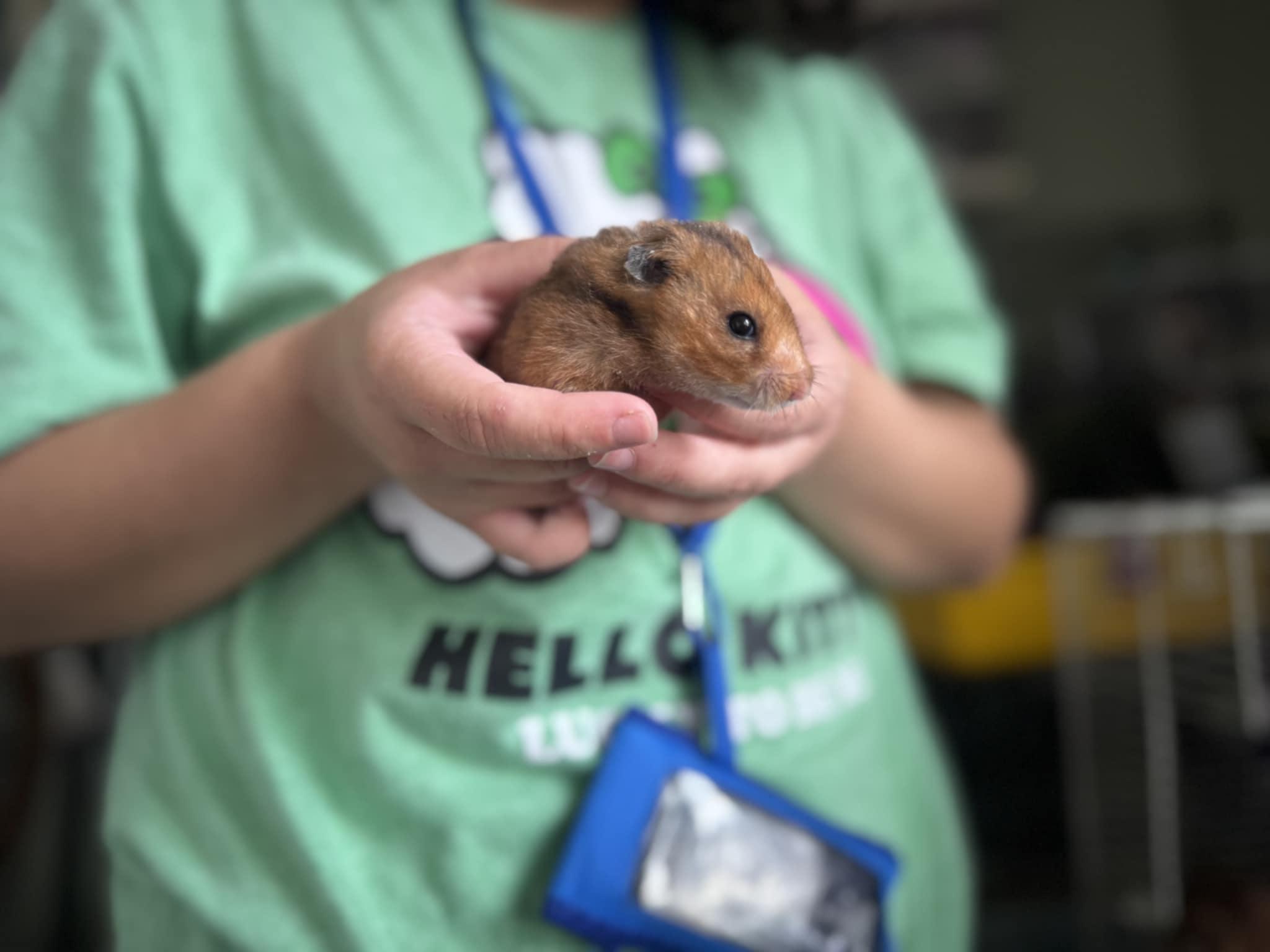 Dewy, Adoptable, Young Male Hamster.
