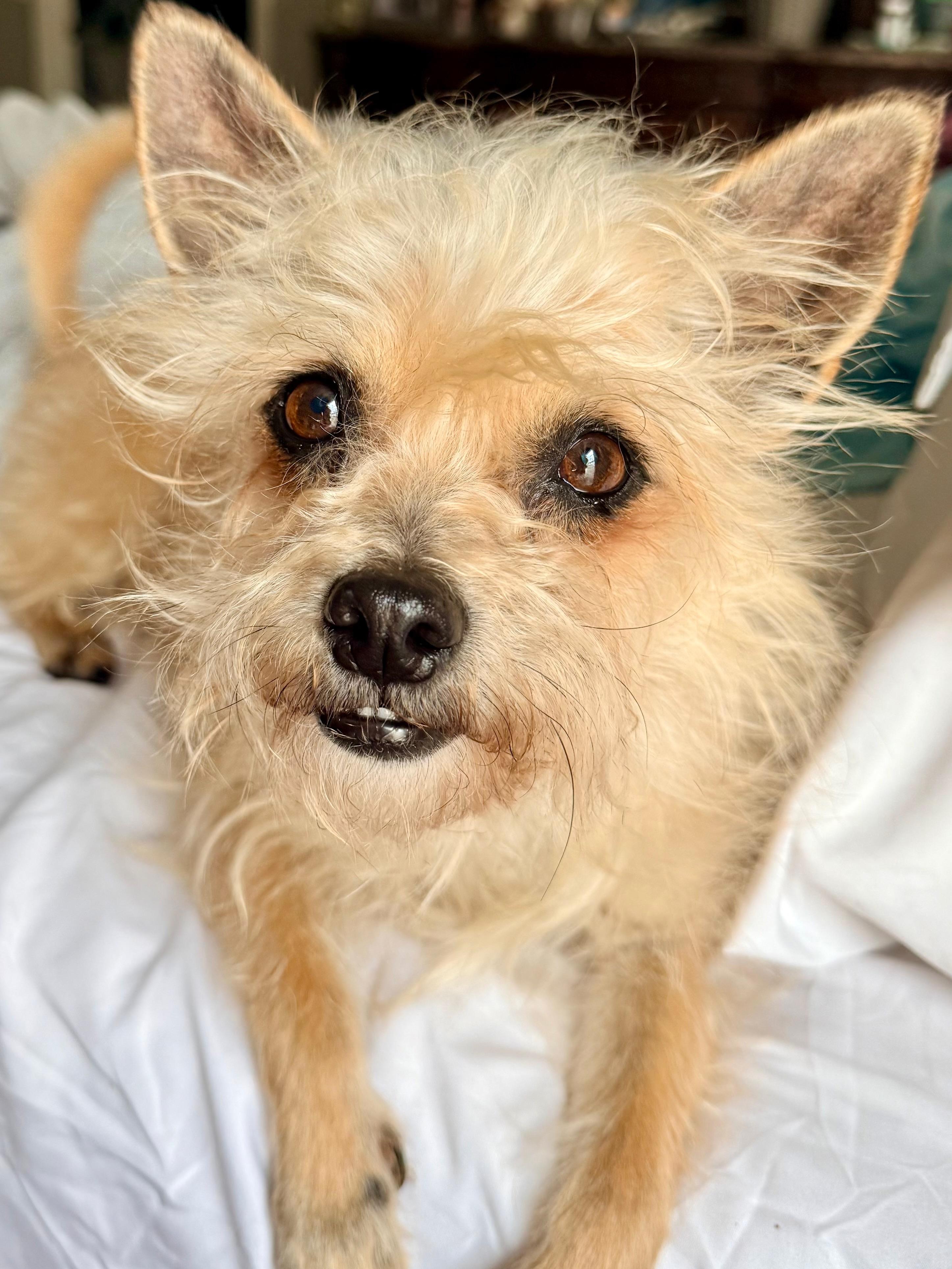 Enlarge Mason, an adopted mixed breed in Douglas, GA image 2/2
