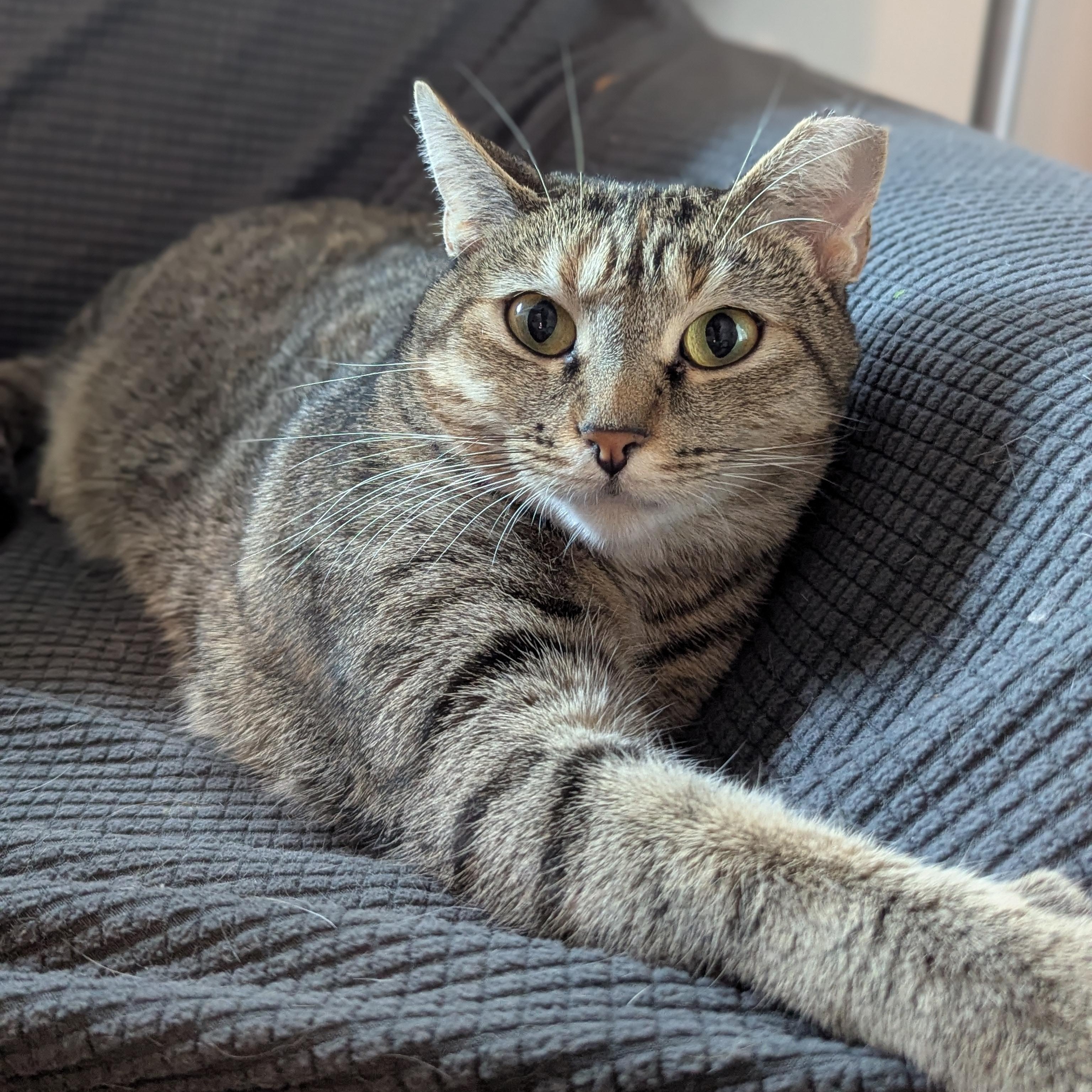 Enlarge Millie, a Adoptable Domestic Short Hair in Charlotte, NC image 4/4