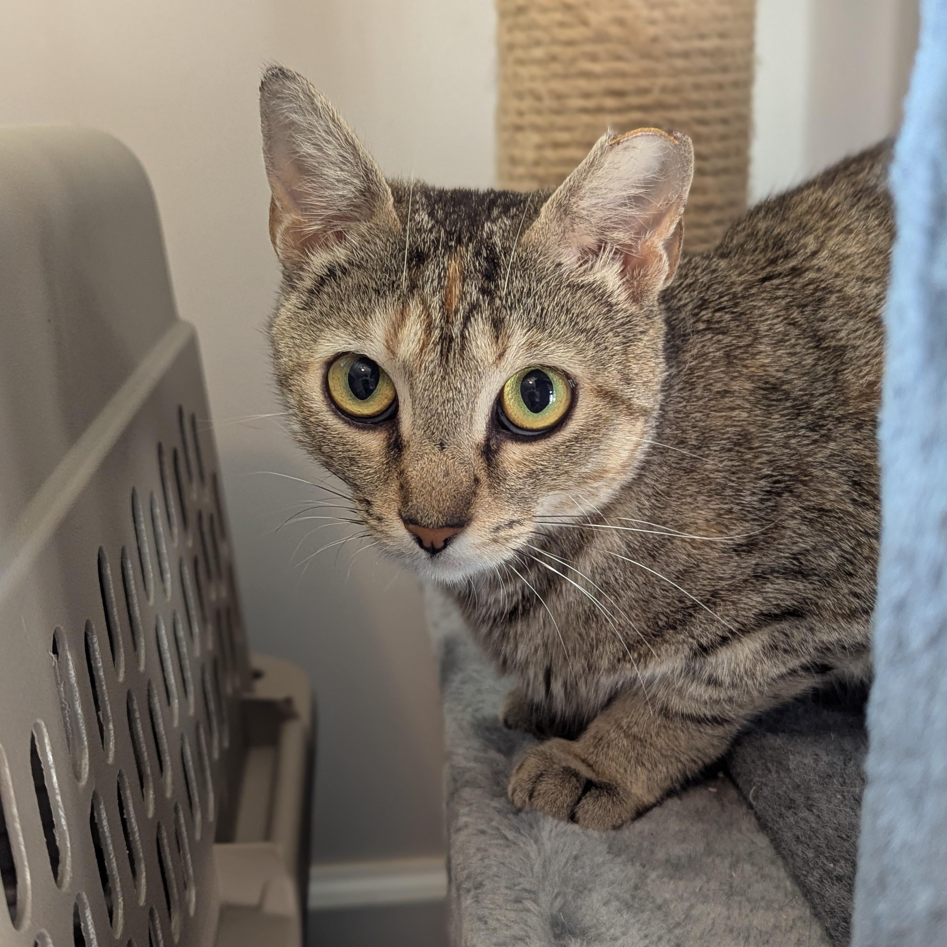 Millie, Adoptable, Adult Female Domestic Short Hair.