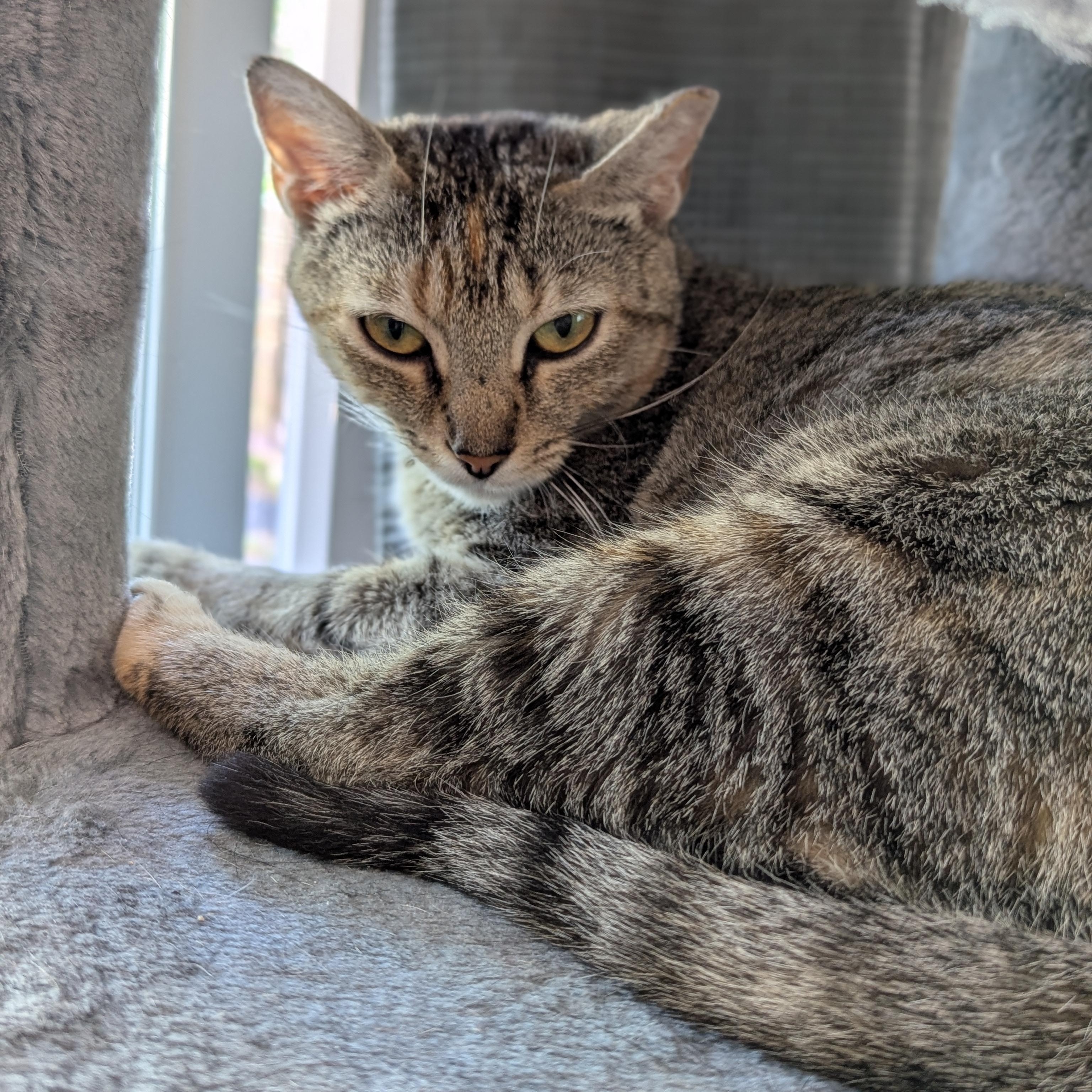 Enlarge Millie, a Adoptable Domestic Short Hair in Charlotte, NC image 2/3