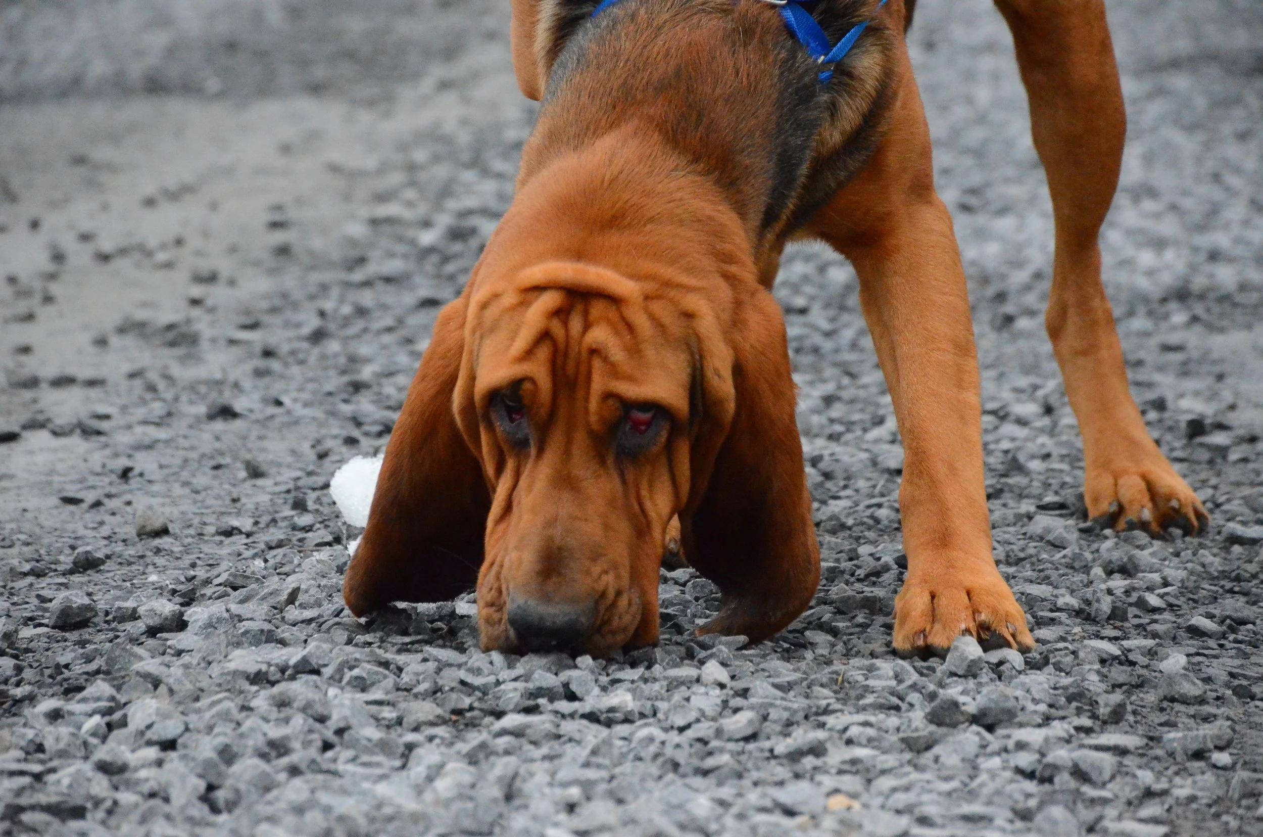 Ratatouille, a ADOPTABLE Bloodhound in Mont-Royal, QC image 1/5