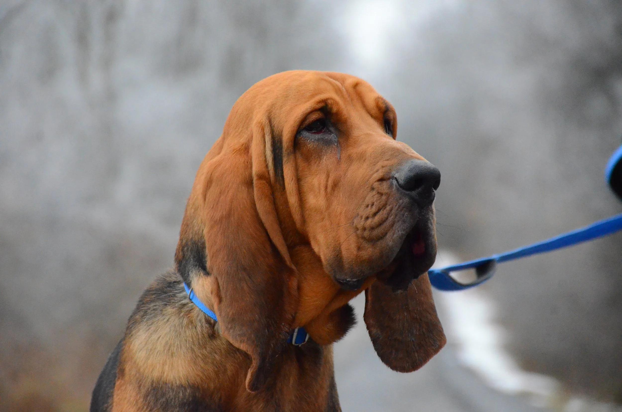 Ratatouille, a ADOPTABLE Bloodhound in Mont-Royal, QC image 2/5