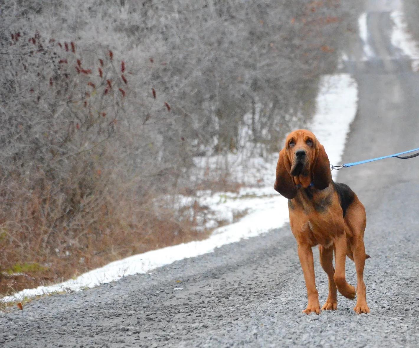 Ratatouille, a ADOPTABLE Bloodhound in Mont-Royal, QC image 3/5