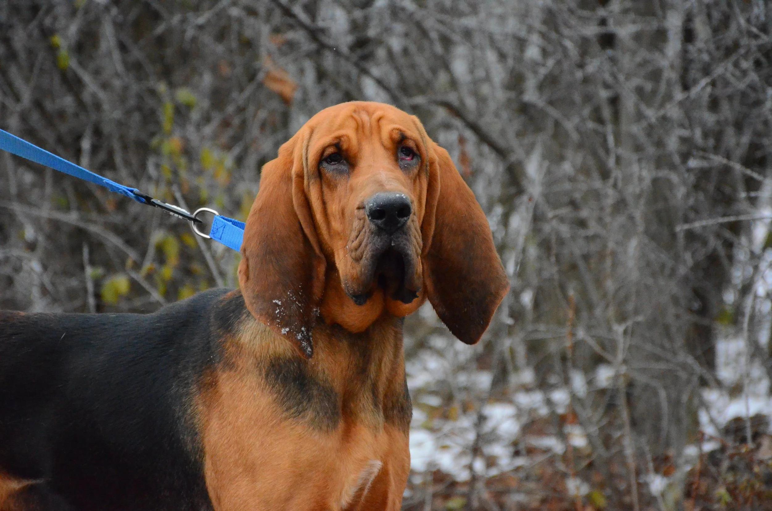 Ratatouille, a ADOPTABLE Bloodhound in Mont-Royal, QC image 4/5