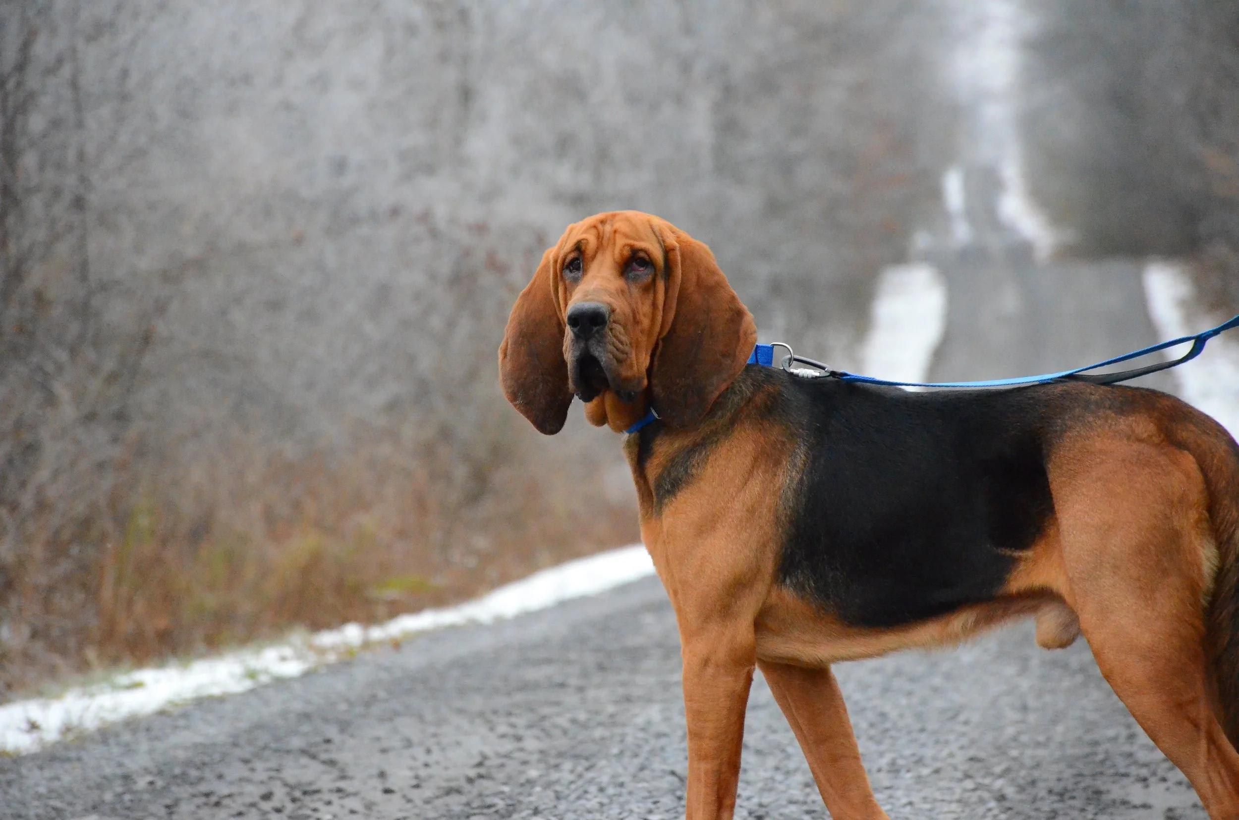 Ratatouille, a ADOPTABLE Bloodhound in Mont-Royal, QC image 5/5