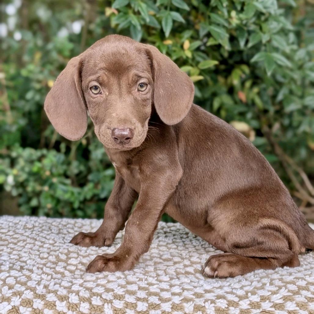 Pumpkinella 09-2428, Adoptable, Puppy Female Black Labrador Retriever & Hound.