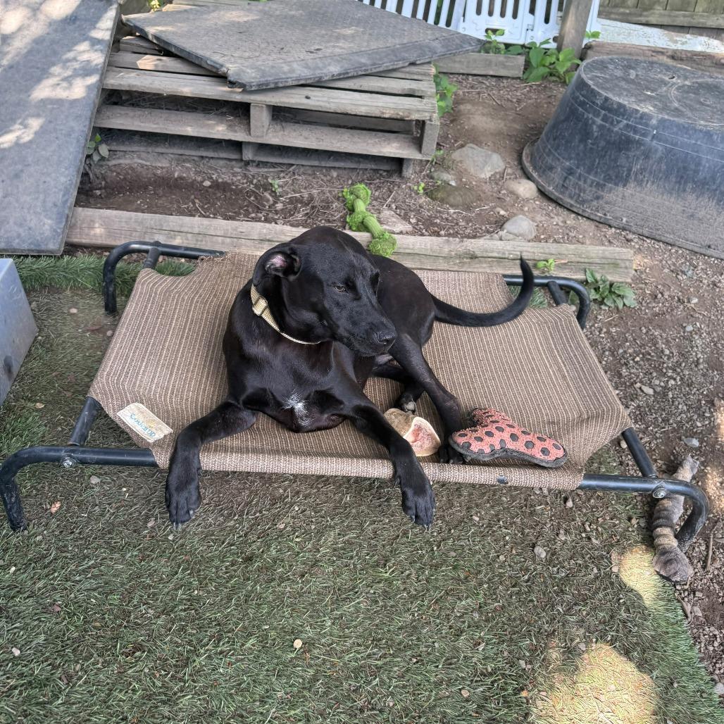 Onyx, Adopted, Adult Male Mixed Breed.