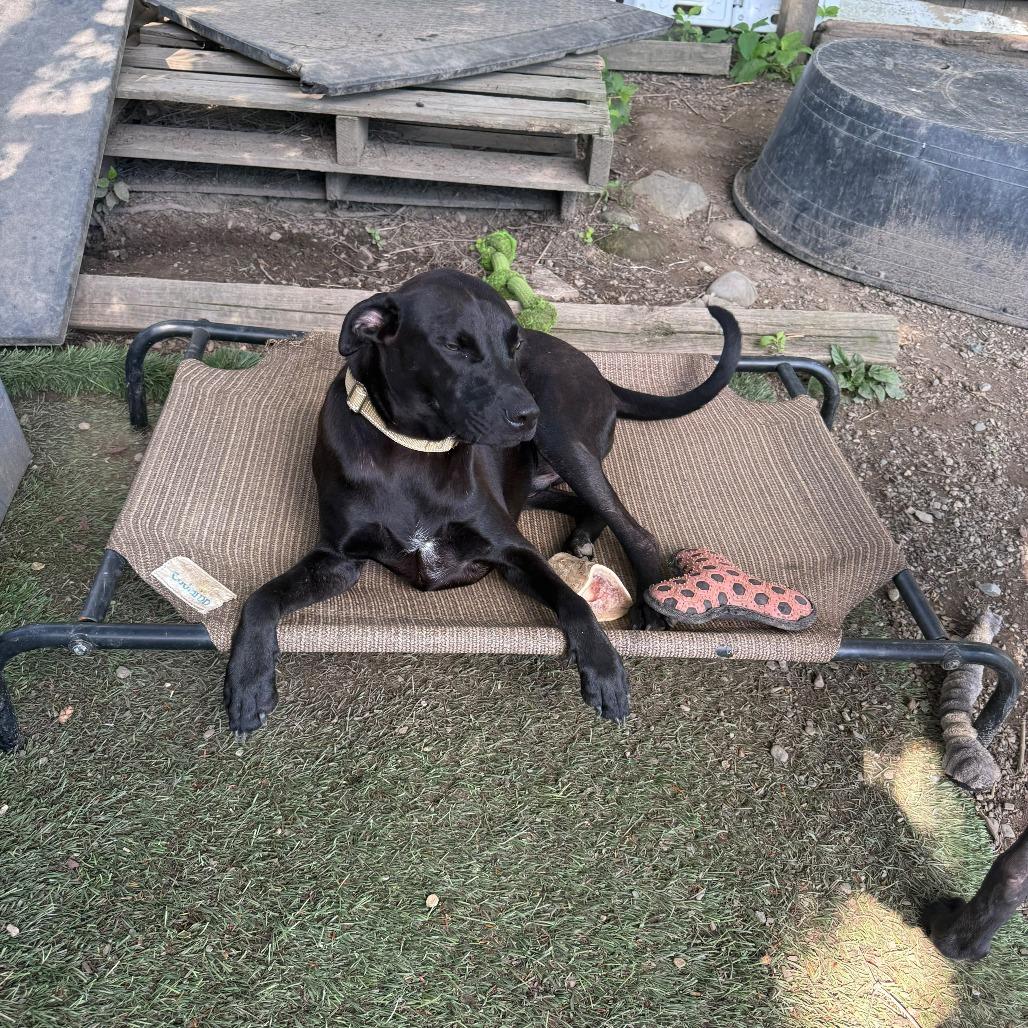 Enlarge Onyx, a Adopted Mixed Breed in Pleasant Valley, NY image 2/5