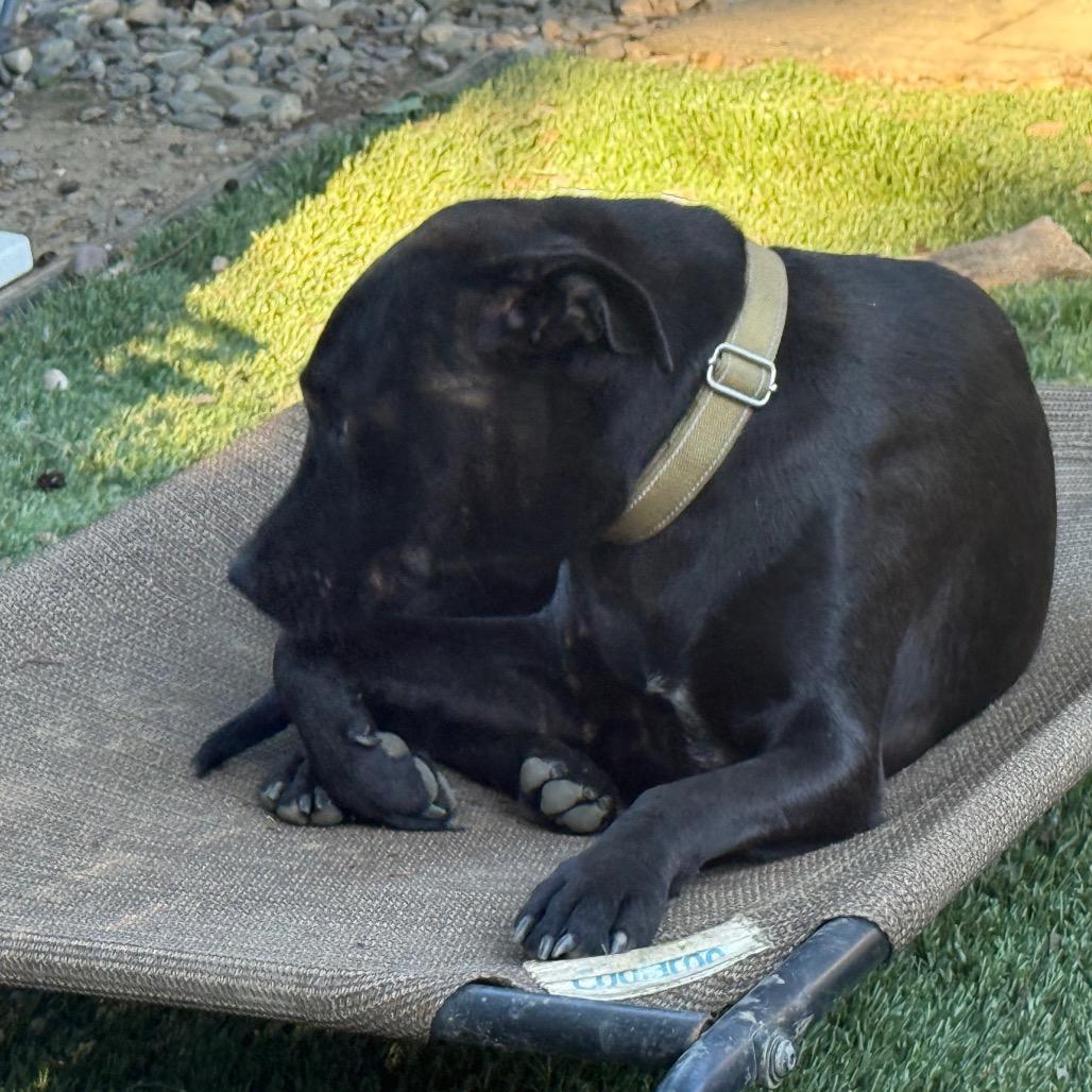 Enlarge Onyx, a Adopted Mixed Breed in Pleasant Valley, NY image 4/5
