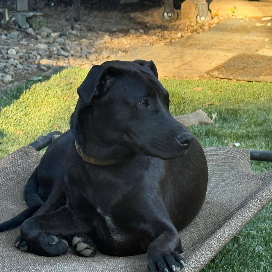 Enlarge Onyx, a Adopted Mixed Breed in Pleasant Valley, NY image 5/5