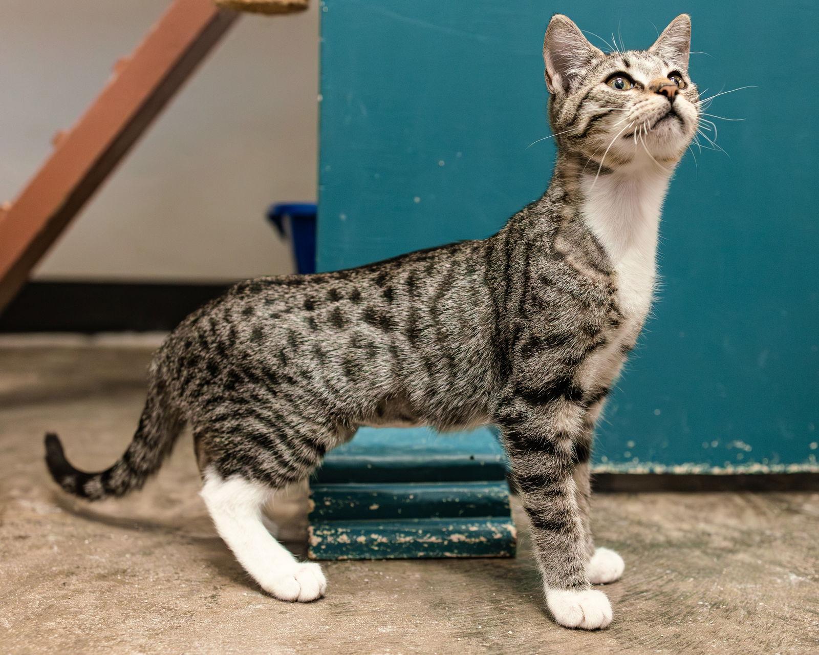 Zion, a Adopted mixed breed in Clinton, OK image 2/3