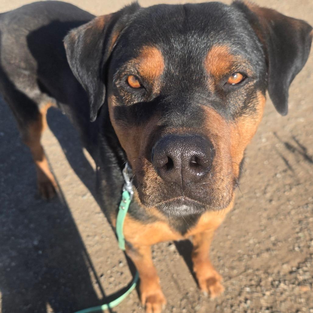 Enlarge Bubba, a Adoptable mixed breed in Taos, NM image 1/6